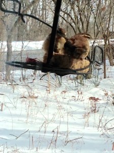 Carolina wrens 2-15-15