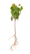 stock-photo-22932947-small-maple-tree-with-roots